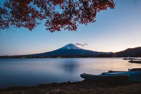 花中四君子惊现，震撼登场！